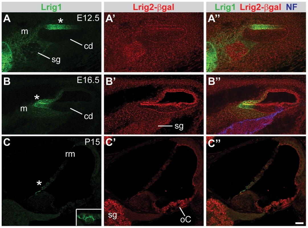 Lrig1 and Lrig2-βgeo are co-expressed in the non-sensory region of the cochlea.