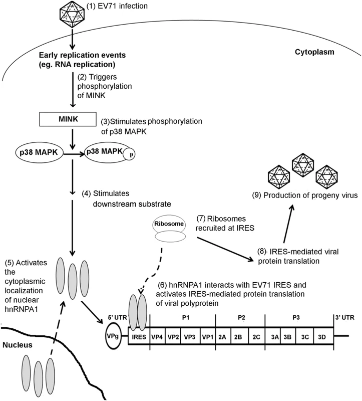 Proposed mechanism of action of MINK in the EV71 replication cycle.