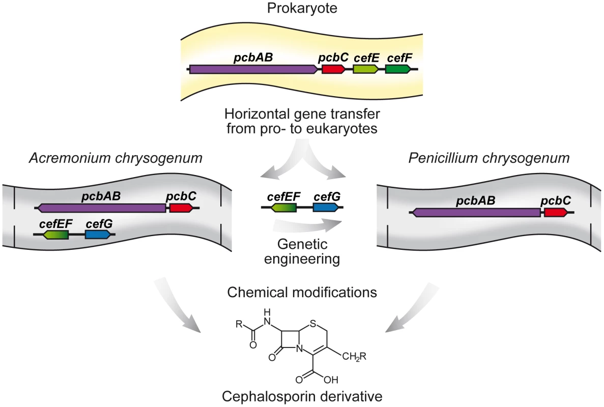 Horizontal gene transfer of beta-lactam biosynthesis genes from prokaryotes to eukaryotes.