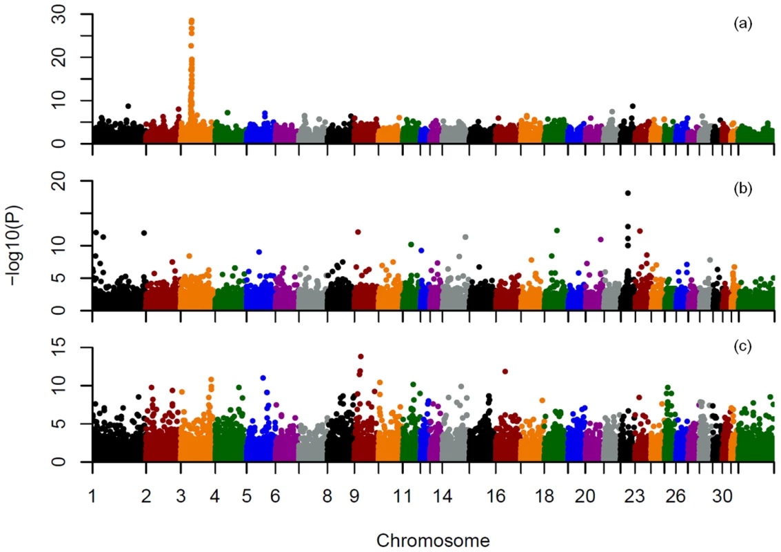 Allele association analysis for three known equine coat color loci.