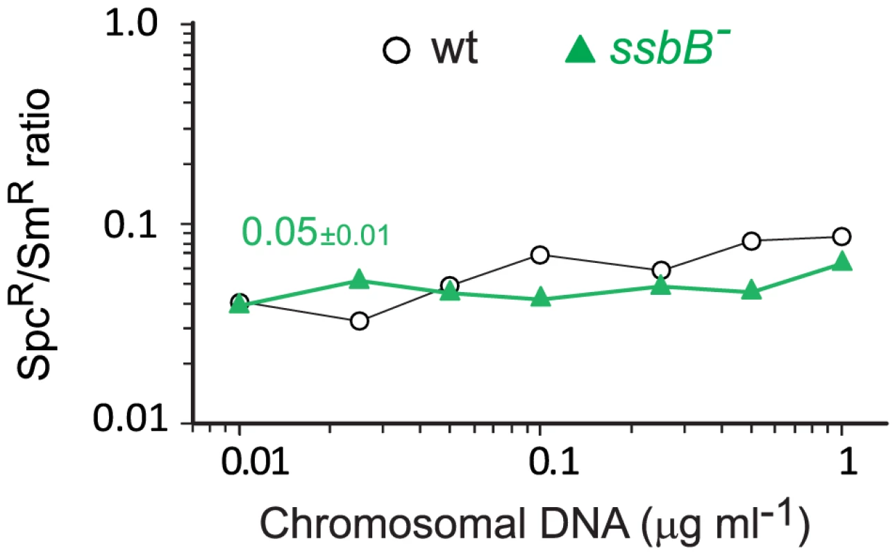 Transformation of a 8,653–nt heterology and a point mutation in wildtype and <i>ssbB<sup>−</sup></i> cells.