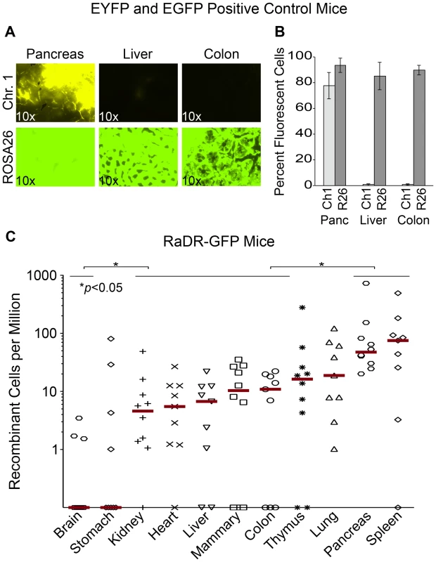 Analysis of EYFP and EGFP positive control mice and RaDR-GFP tissues.