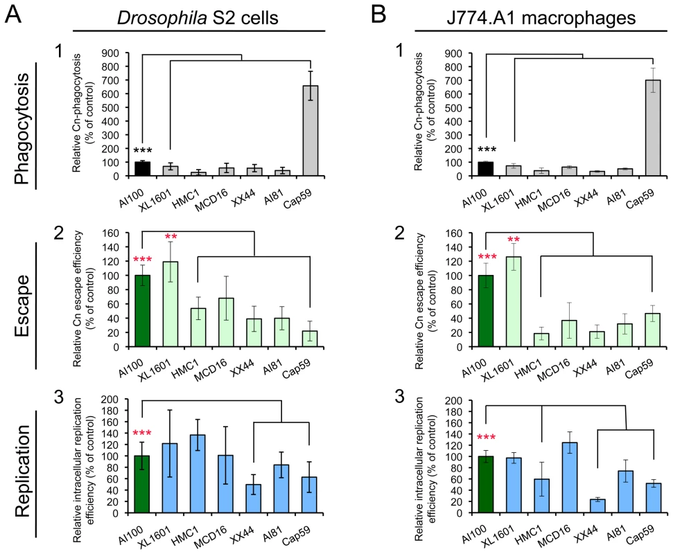 <i>Cryptococcus neoformans</i> mutants behave similarly in <i>Drosophila</i> S2 cells.