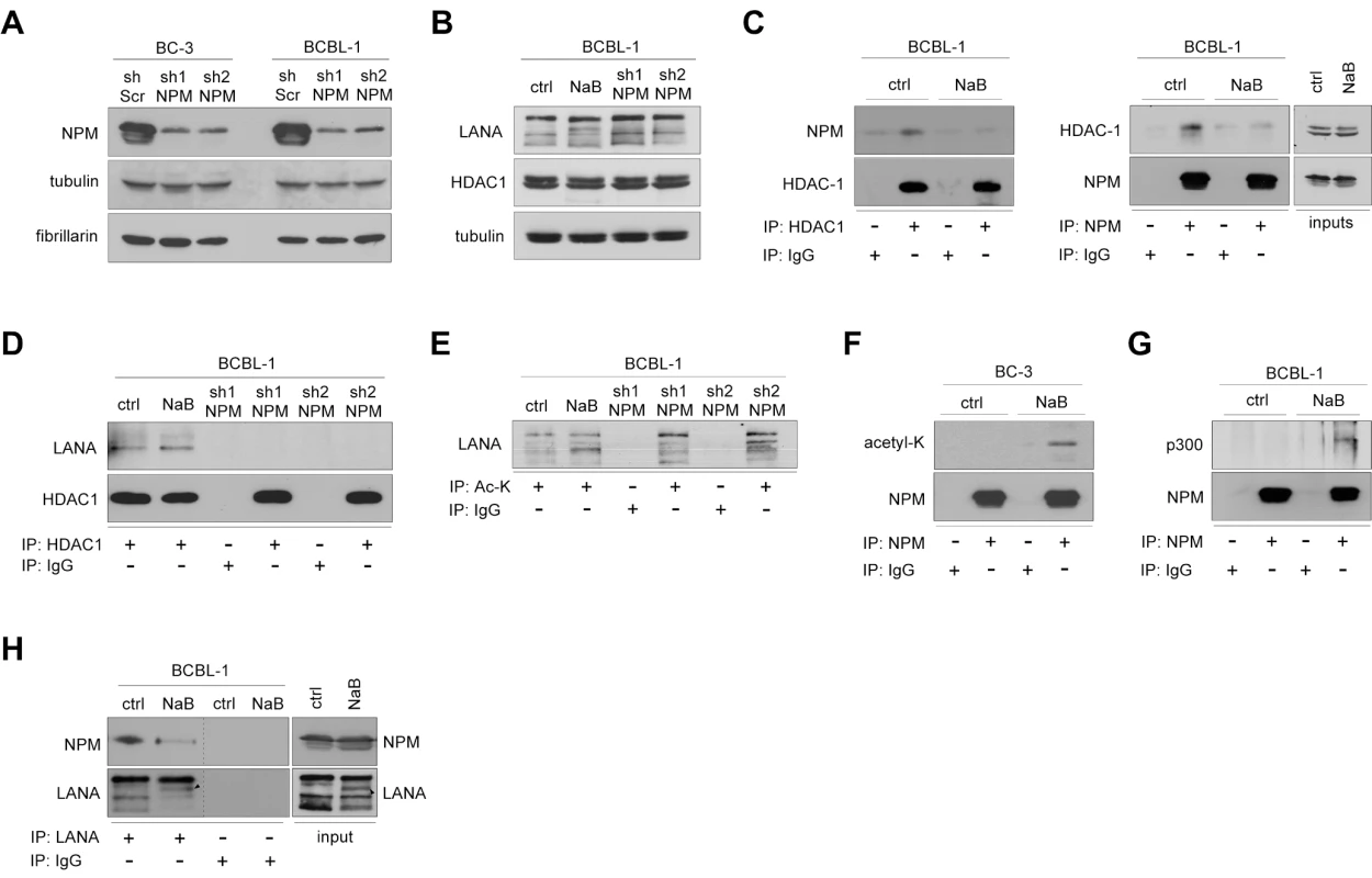 Acetylation regulates NPM interaction with LANA.