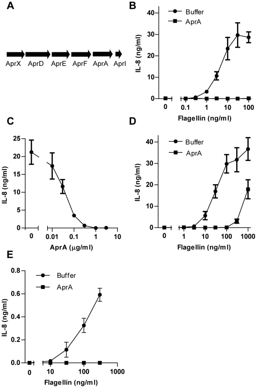 AprA prevents flagellin-induced IL-8 production by HEK/TLR5 cells.