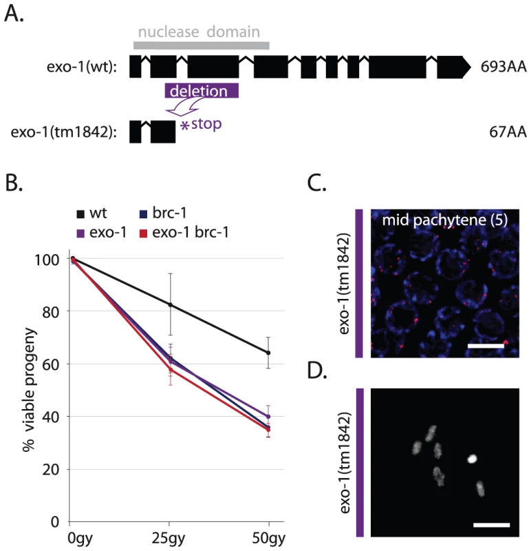 EXO-1 promotes DSB repair in germ cells.