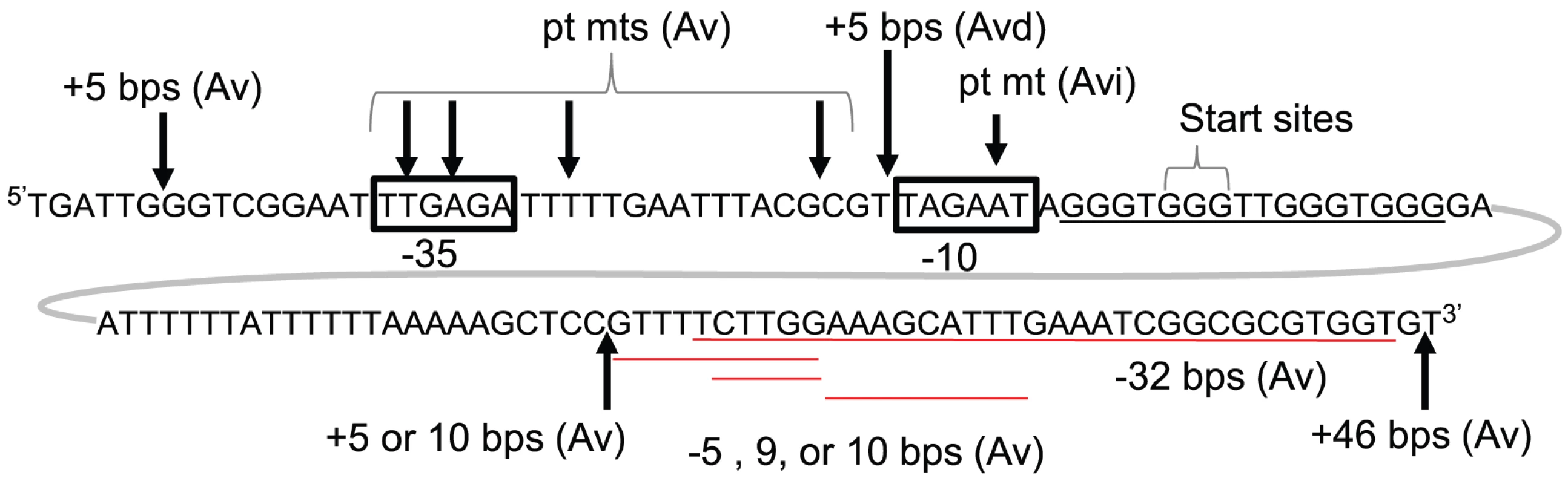 Genetic analysis of <i>pilE</i> G4-associated sRNA.