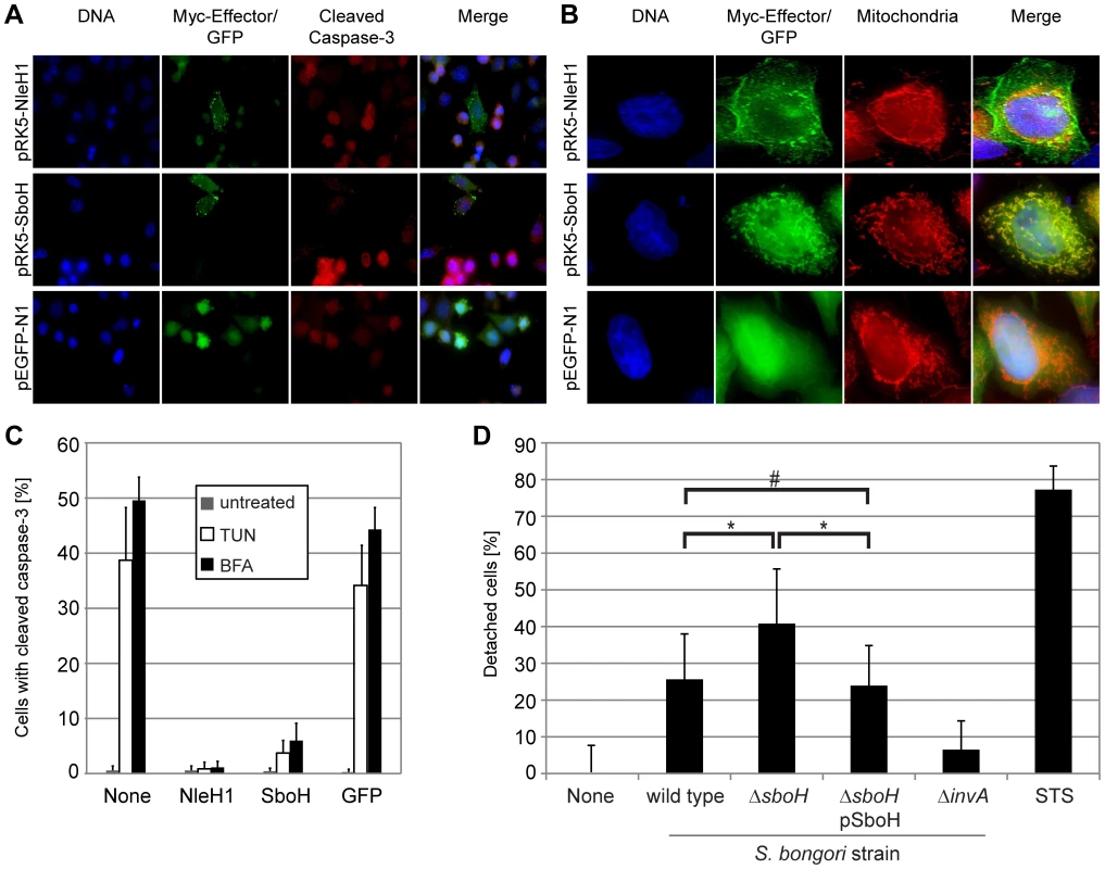 The chimeric effector SboH combines features of NleH1 and SopA and reduces host cell detachment during infection.