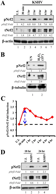 Induction of Nrf2 activity during <i>de novo</i> KSHV infection.