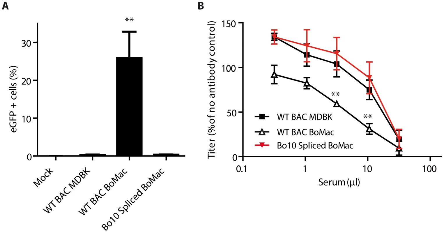 Expression of the spliced form of Bo10 mRNA reverts the phenotype of myeloid virions.