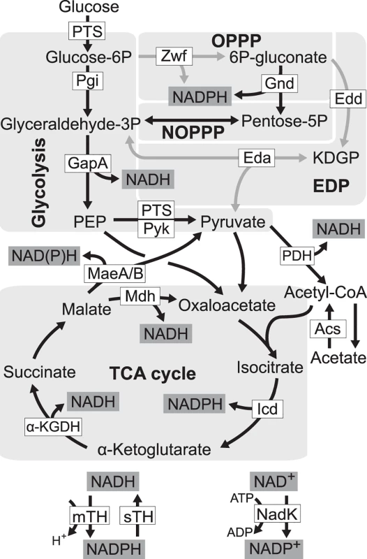 Redox cofactor production during growth on glucose.