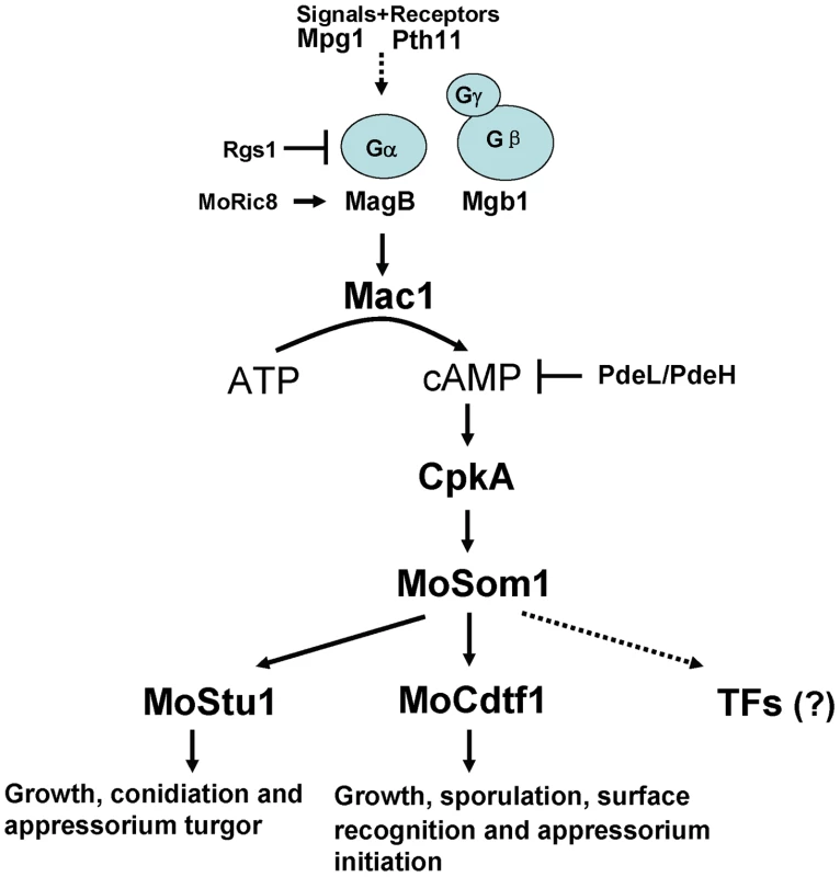 Model of the cAMP/PKA signaling pathway in <i>M. oryzae</i>.