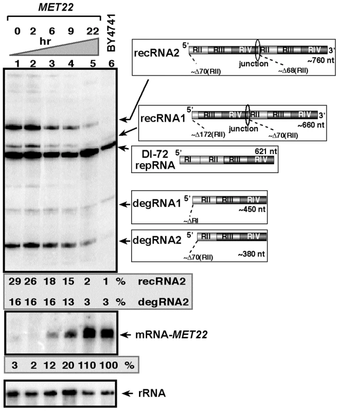 Expression of Met22p bisphosphate-3′-nucleotidase inhibits TBSV RNA recombination in yeast.