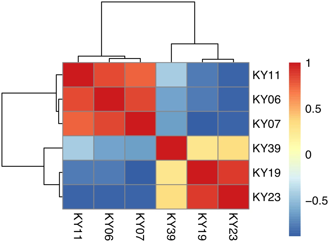 Hierarchical clustering of <i>Pd</i> gene expression on bats with WNS.