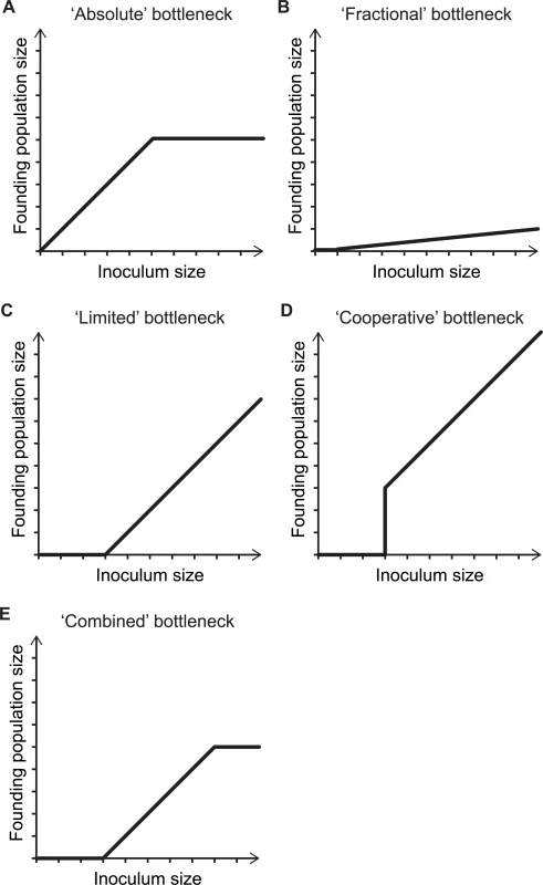 The mechanisms underlying bottlenecks shape the relationship between inoculum size and founding population size.
