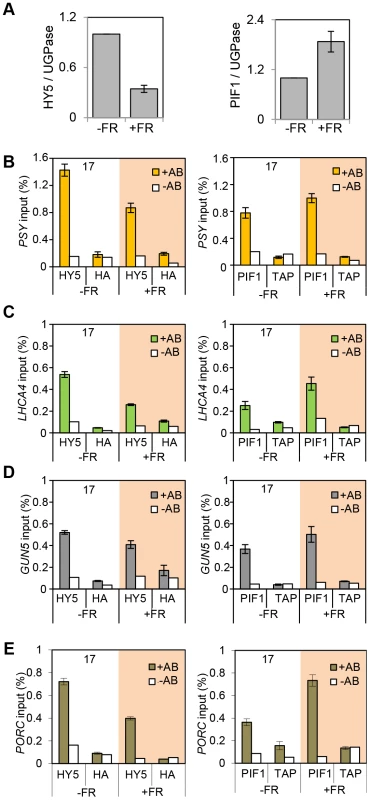 End of Day FR (EOD-FR) effect over 35S::HA-HY5 and 35S::TAP-PIF1 binding to G-box regions in the promoters of genes related to carotenoids and chlorophyll accumulation at 17°C.