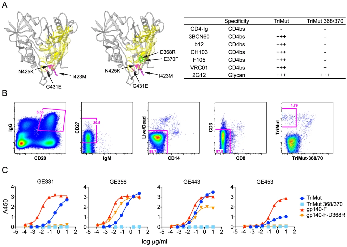 Isolation of HIV-1 gp120 CD4bs-specific vaccine-induced NHP memory B cells, NHP MAbs and their binding specificities.