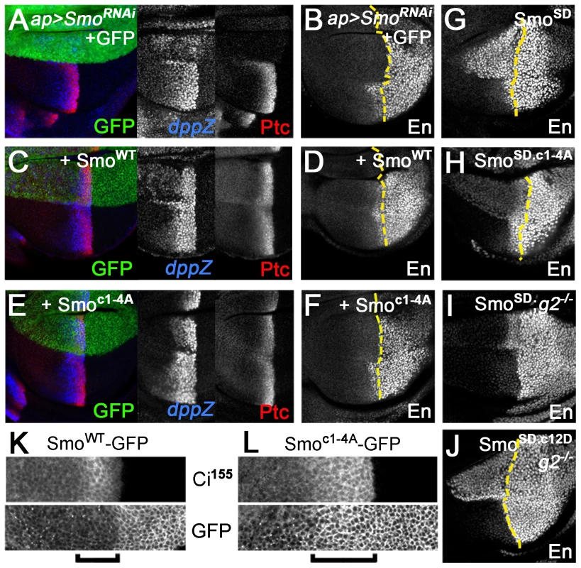 Gprk2 phosphorylation is required for maximal Smo activity <i>in vivo</i>.