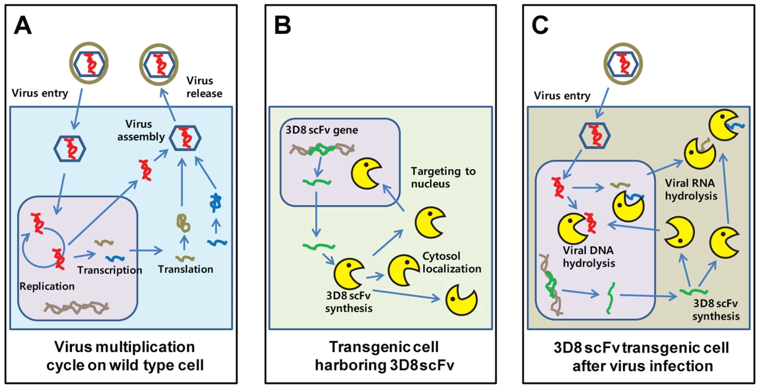 New antiviral mechanism by 3D8 scFv protein.