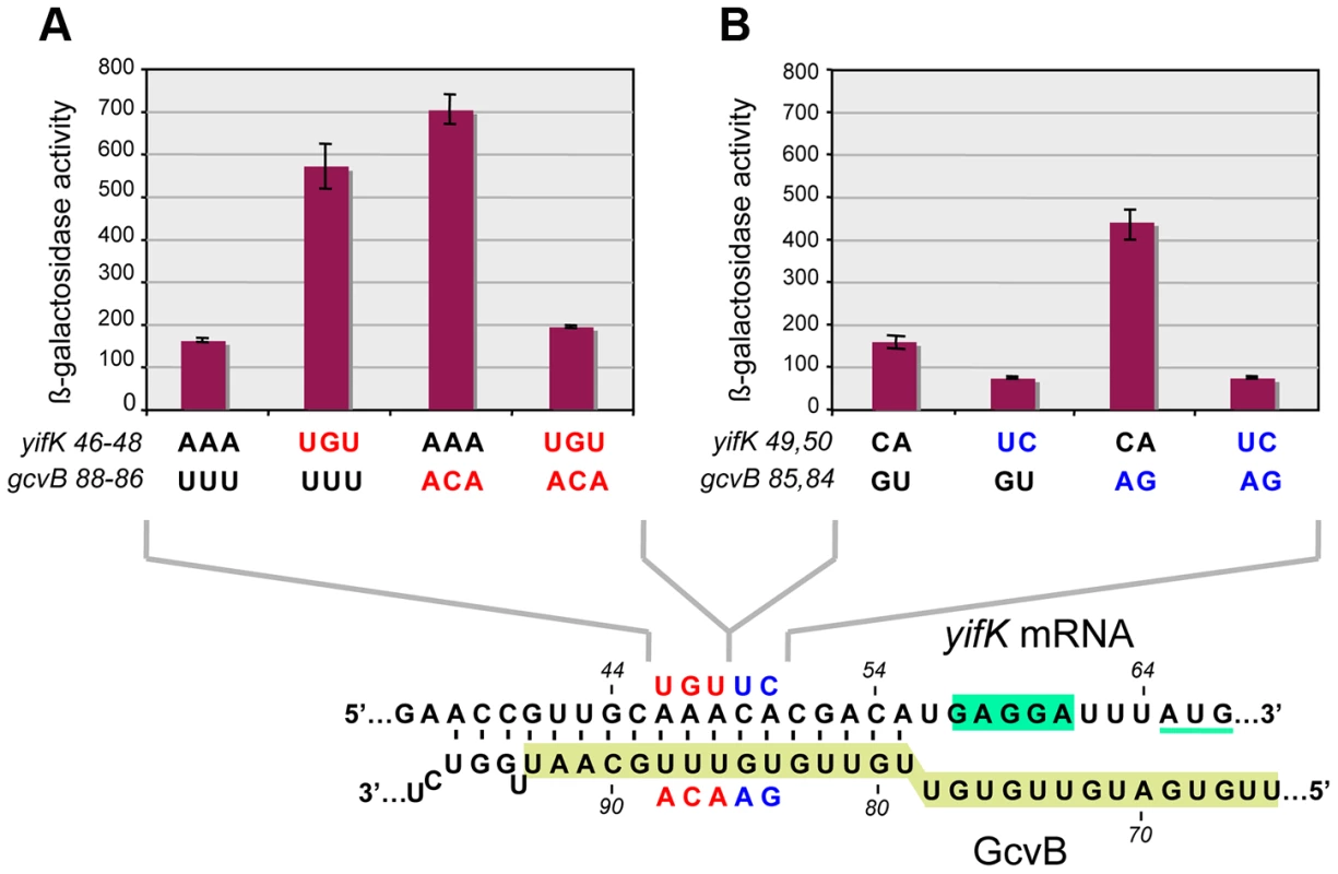 Differential effects of target sequence mutations on <i>yifK-lacZ</i> expression and on the response to compensatory changes in GcvB.