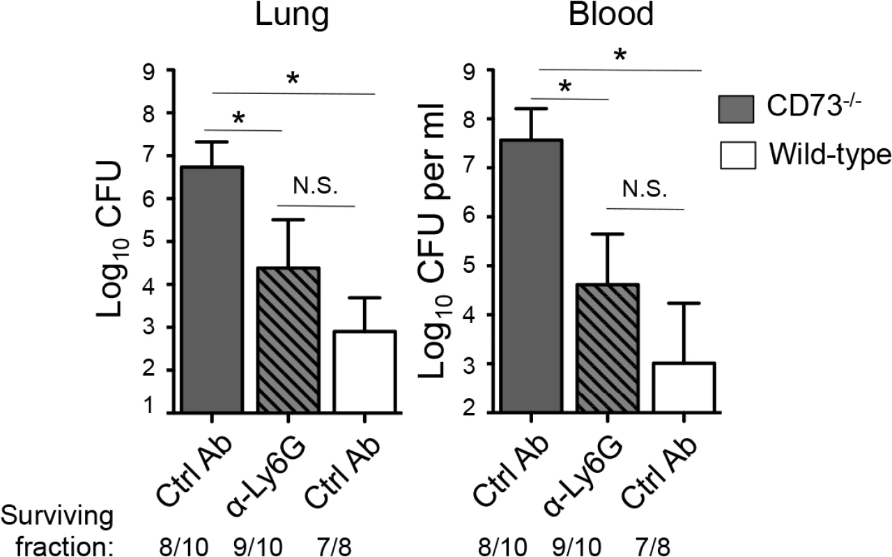 Post-infection depletion of PMNs partially reverses the susceptibility of <i>CD73</i><sup><i>-/-</i></sup> mice to pneumococcal challenge.