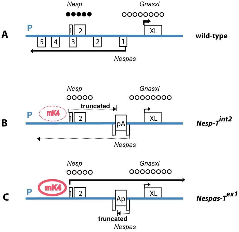Summary of the transcriptional, methylation, and chromatin status of the paternal allele from <i>Nesp</i> to <i>Gnasxl</i> in wild-type and mutant mice.