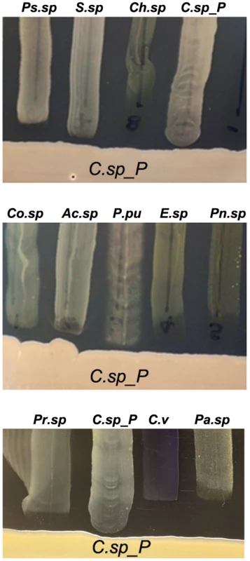 <i>Csp_P</i> has anti-bacterial activity against many species commonly found in the midguts of <i>Aedes</i> and <i>Anopheles</i> mosquitoes.