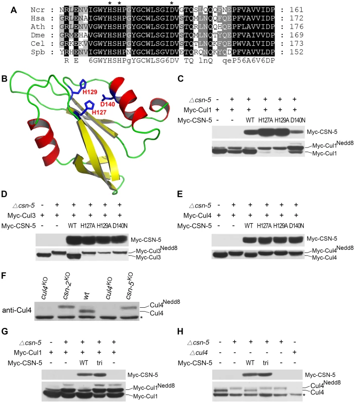 Mutations within the JAMM motif of CSN-5 abolish CSN–mediated deneddylation activity for Cul1, Cul3, and Cul4.