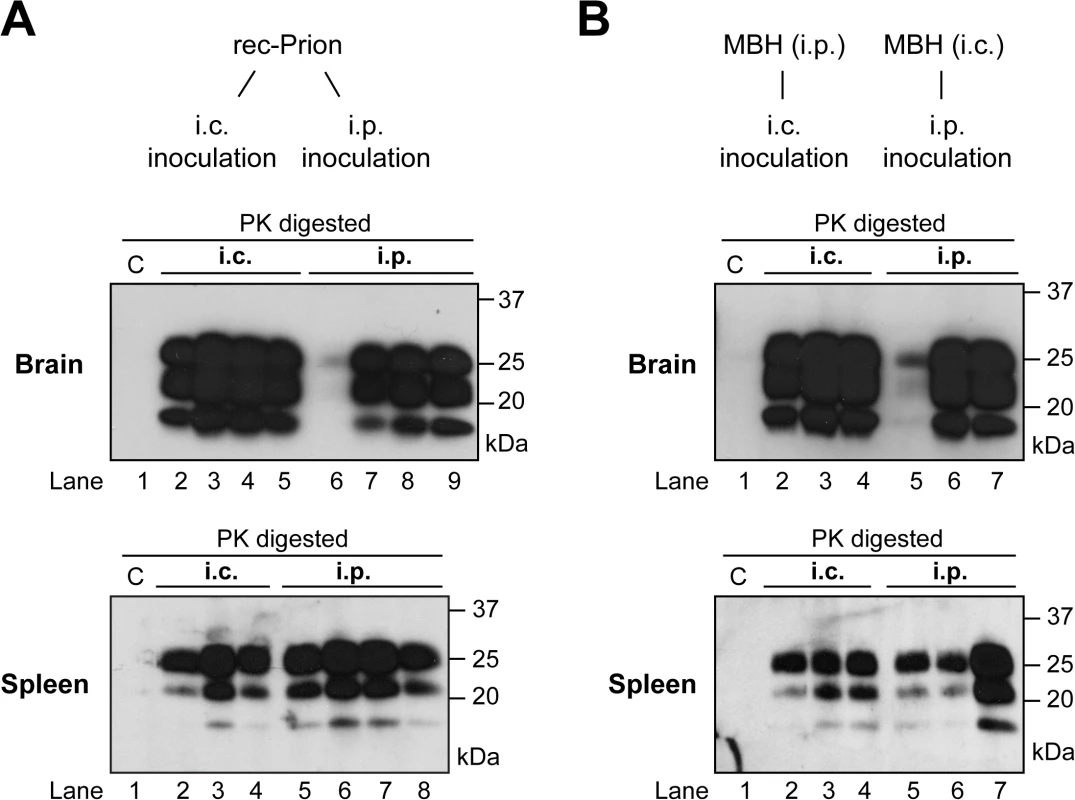 Brain and spleen PrP-res accumulation in rec-Prion inoculated wild-type CD-1 mice.