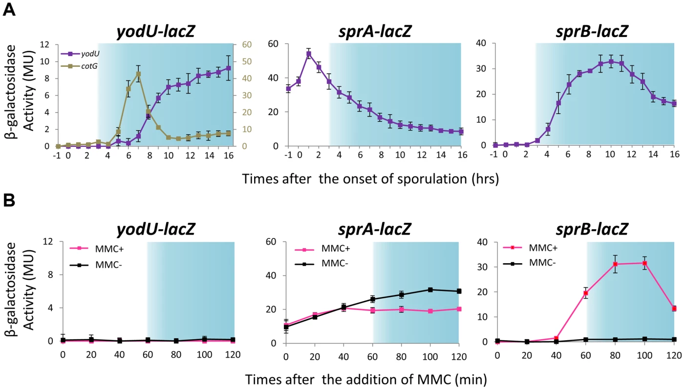 Expression of <i>spsM</i>, <i>sprA</i>, and <i>sprB</i> in response to mitomycin C treatment and during sporulation.