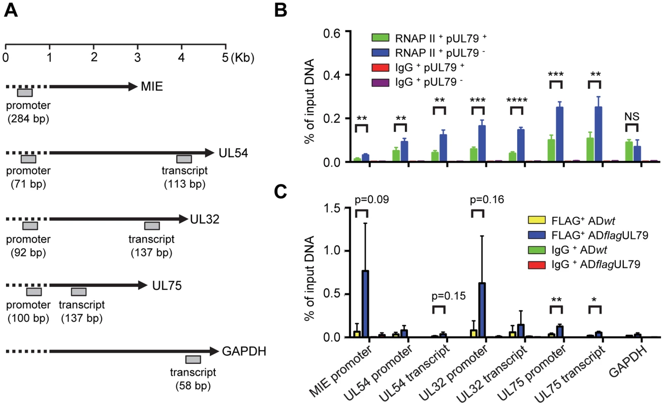 pUL79 alters RNAP II occupancy at viral loci.