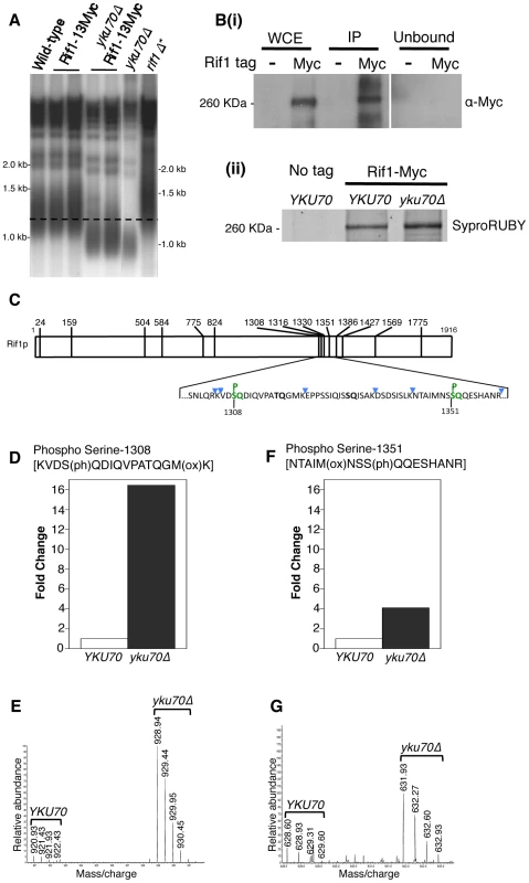 Rif1 is phosphorylated at Tel1 consensus sites in the short telomere mutant <i>yku70</i>Δ.