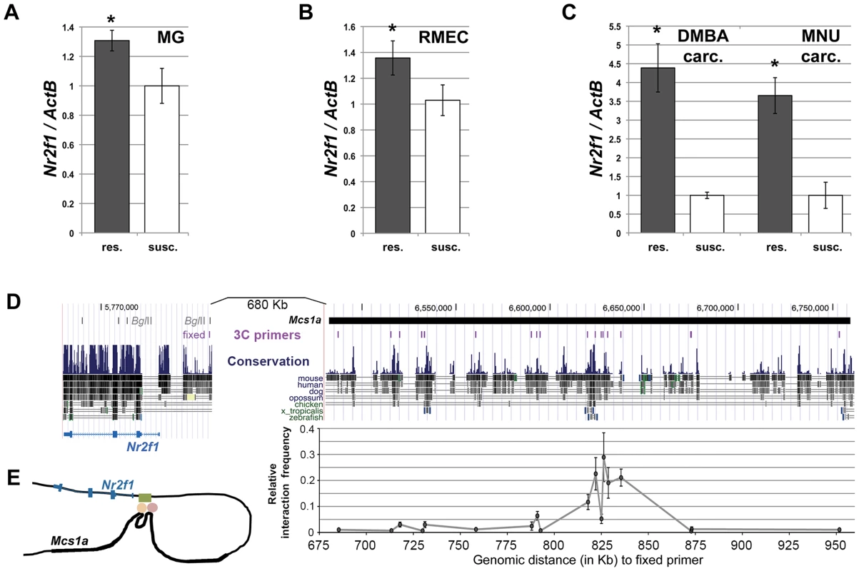 The non-protein coding <i>Mcs1a</i> resistance locus regulates transcript levels of <i>Nr2f1</i> in the mammary gland, mammary epithelium and mammary carcinomas.