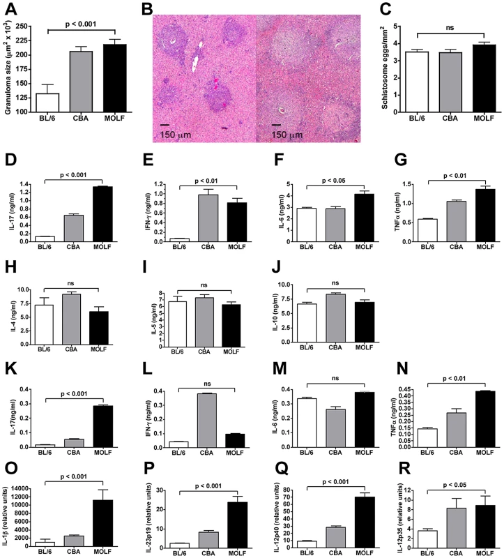 Schistosome-infected wild-derived MOLF mice develop severe egg-induced immunopathology and a proinflammatory cytokine profile.