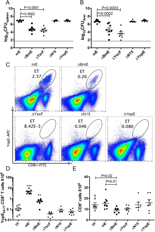 Translocation-dependent and-independent production of ET cells.