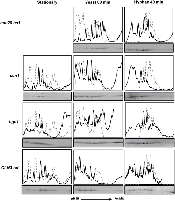 The effect of inhibiting Cdc28 or the removal of Cdc28 cyclins on Fkh2 phosphorylation.