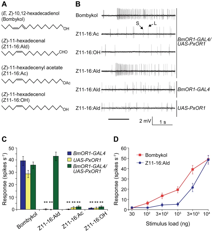 Single sensillum responses of PxOR1-expressing bombykol receptor neurons to Z11-16:Ald.