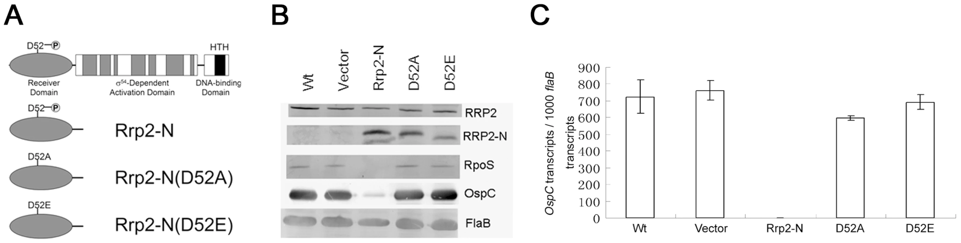 Influence of overexpression of wild-type or mutated version of the Rrp2 N-terminal receiver domain on Rrp2 activation.