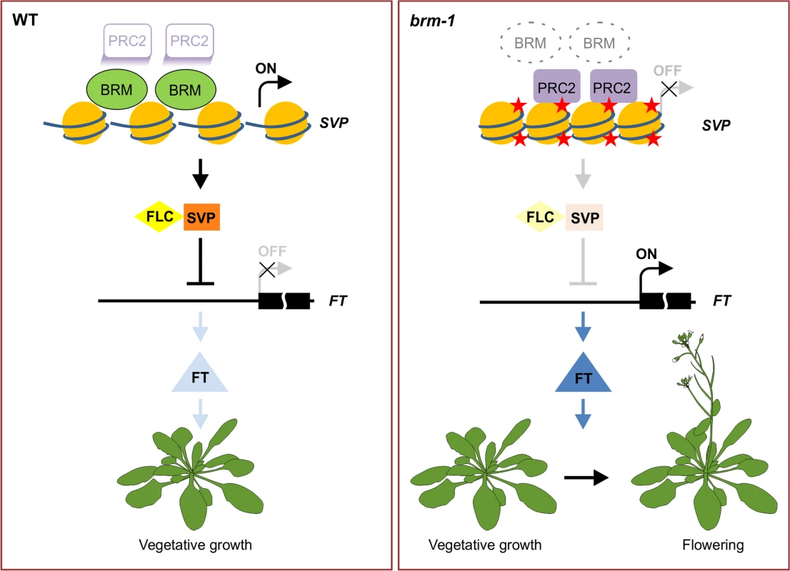 A model for BRM in preventing inappropriate PcG activities at <i>SVP</i> to promote vegetative growth.
