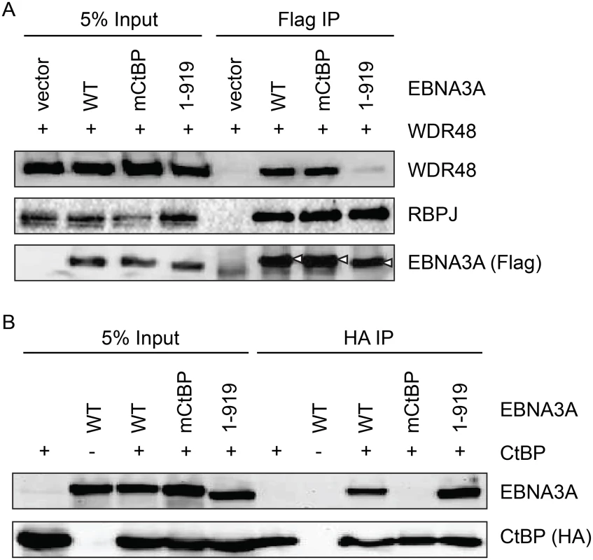 Deletion of EBNA3A residues 920–944 disrupts WDR48 binding without affecting CtBP1 association.