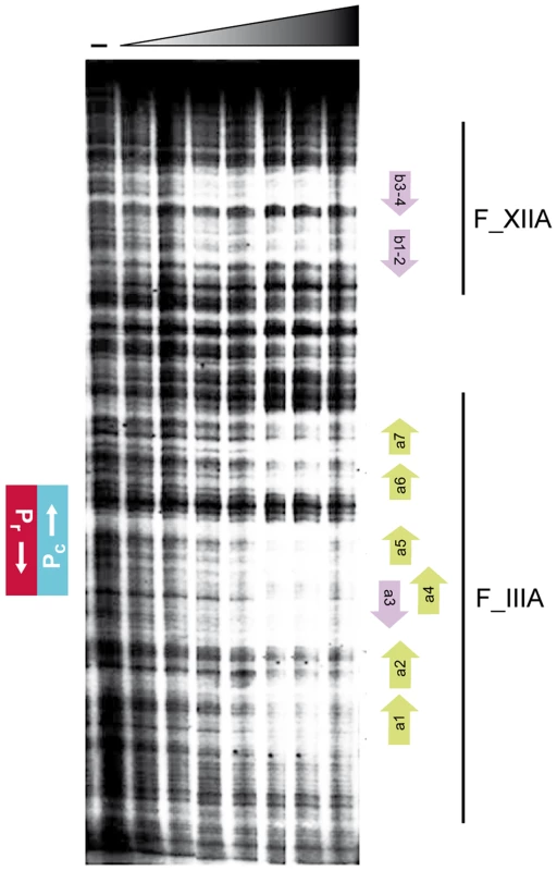 Footprint analyses of the binding of Rco<sub>LS20</sub> to the <i>rco<sub>LS20</sub></i> - -gene <i>28</i> intergenic region.
