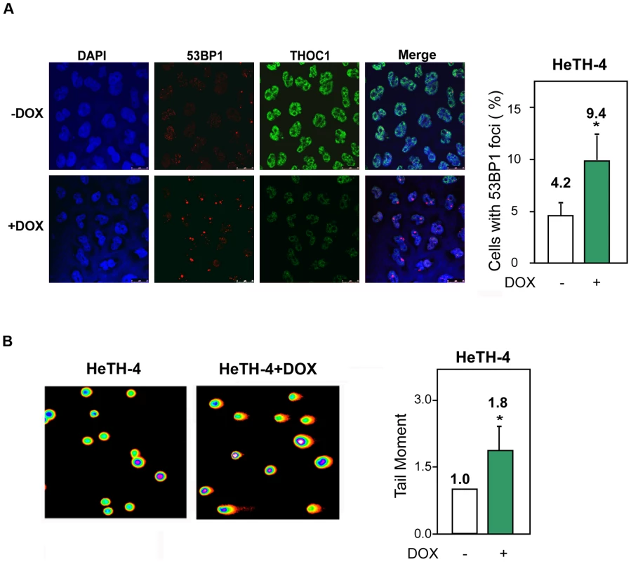 Genome instability in stable cell lines depleted of THOC1.