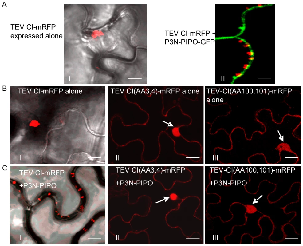 Two TEV CI mutants defective in cell-to-cell movement fail to form either cytoplasmic inclusions (when expressed alone) or PD-associated structures (in the presence of P3N-PIPO).
