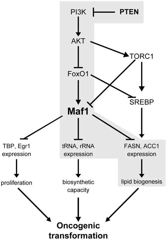 Maf1 is a central coordinator of metabolic signals.