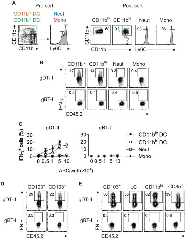 Multiple DC subsets elicit IFN-γ production by CD4<sup>+</sup> but not CD8<sup>+</sup> T<sub>EFF</sub> cells.