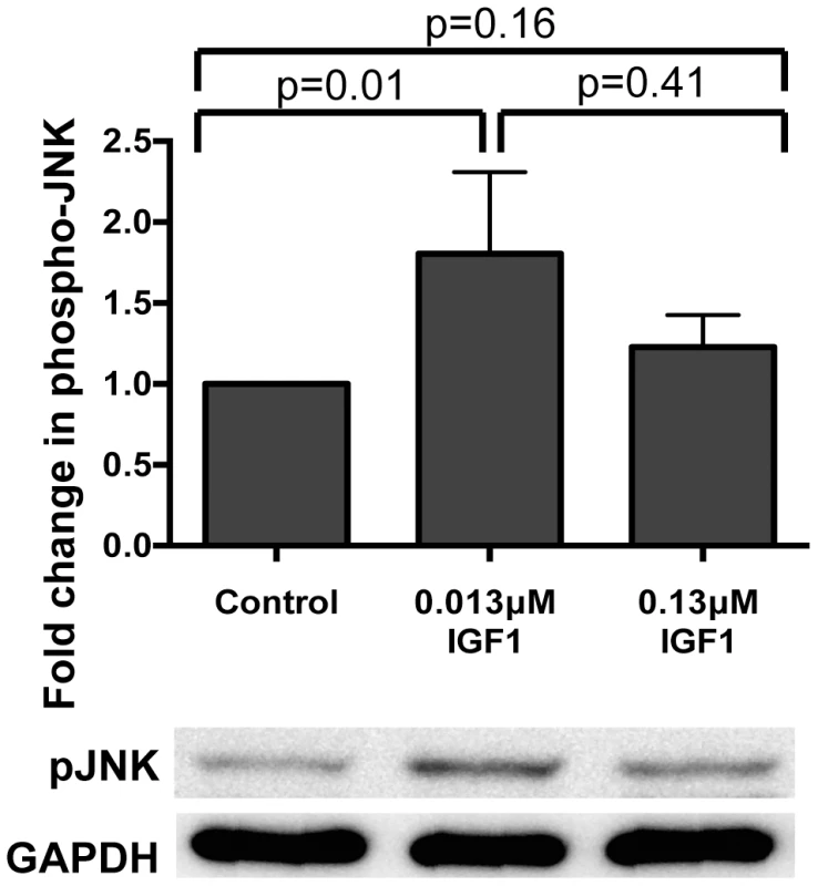 Ingested human IGF1 increased JNK phosphorylation in <i>A. stephensi</i> midguts.