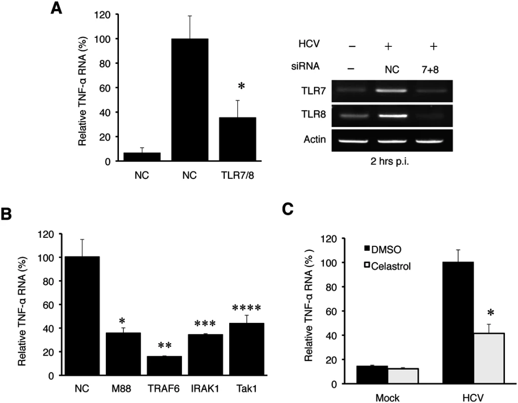 TNF-α induction by HCV is dependent on the TLR7 and TLR8 signaling pathway.