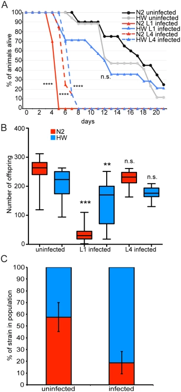 Survival, fecundity, and competition between N2 and HW strains in the presence and absence of infection.