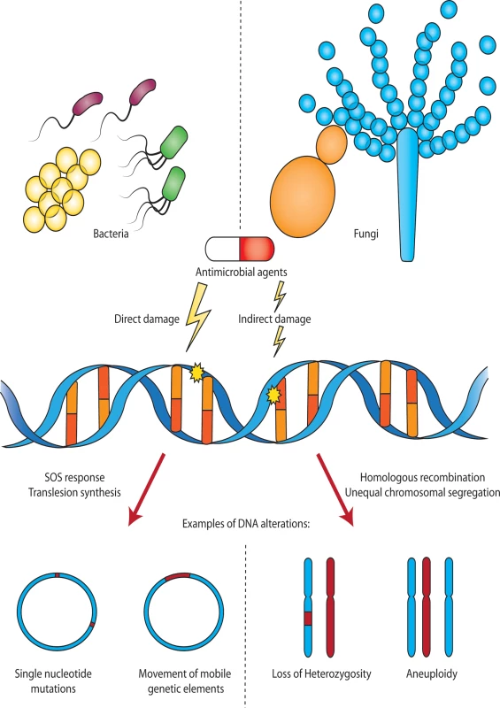 Antimicrobial-induced DNA damage in bacterial and fungal pathogens.