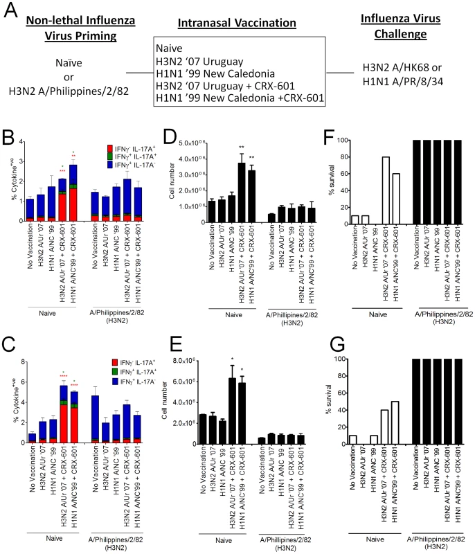 Influenza virus-primed mice maintain a Th1 profile following subsequent intranasal vaccination.